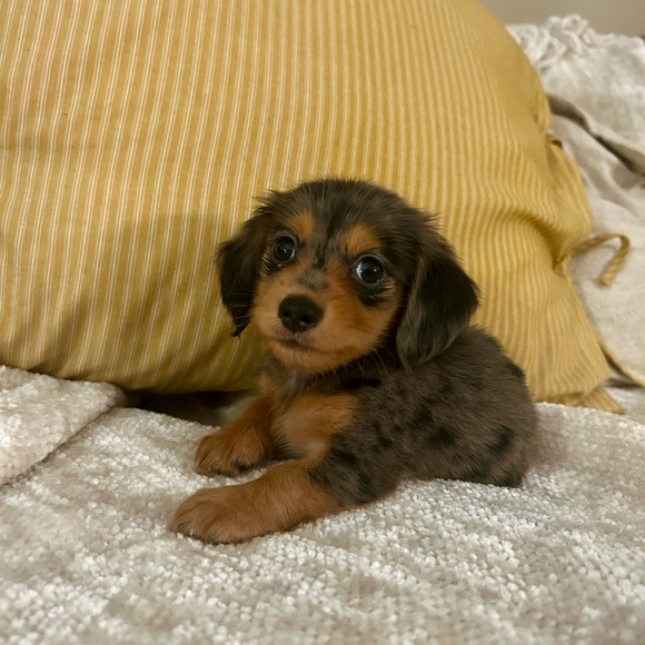 Meet your Posher, Gabby - Picture 12 of 12